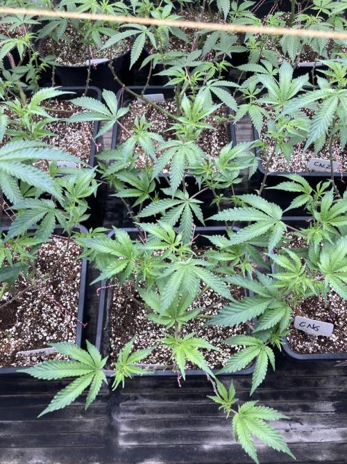 CN#6 Pora’s Purple Clones (Relentless). Week 2