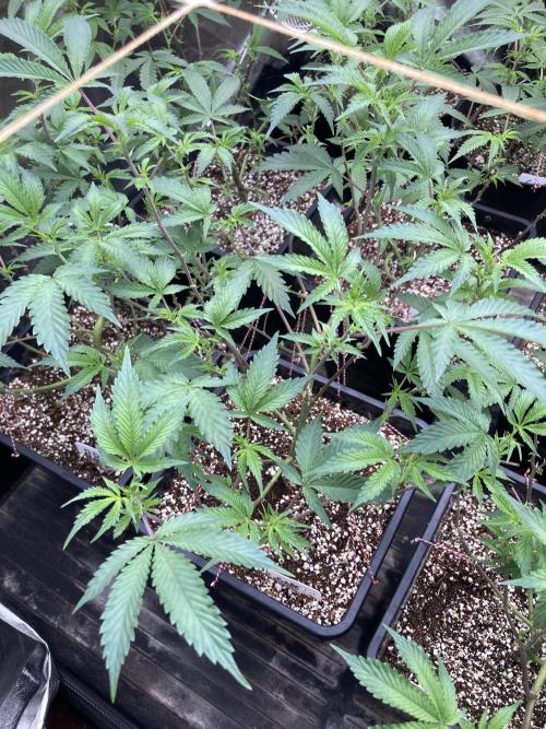 CN#6 Pora’s Purple Clones (Relentless). Week 2