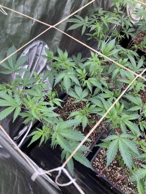 CN#6 Pora’s Purple Clones (Relentless). Week 2