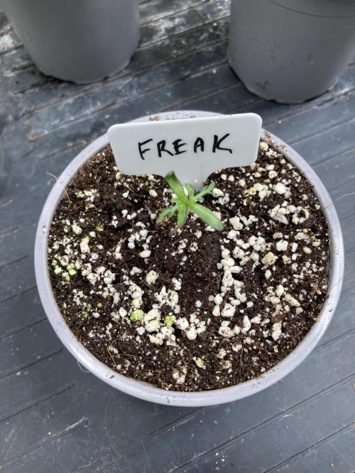 Frosty’s Purple Freak (Khalifa). Week 2
