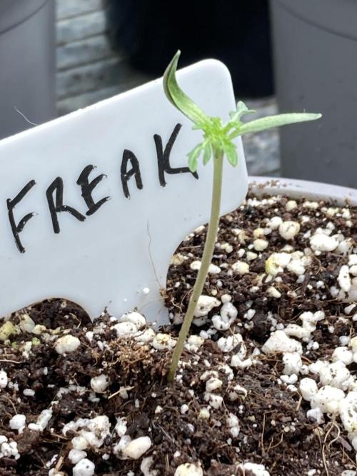 Frosty’s Purple Freak (Khalifa). Week 2