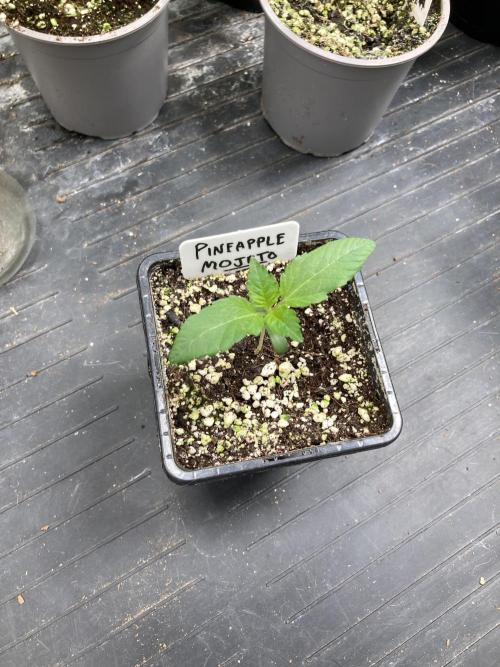 Pineapple Mojito S1. Week 2