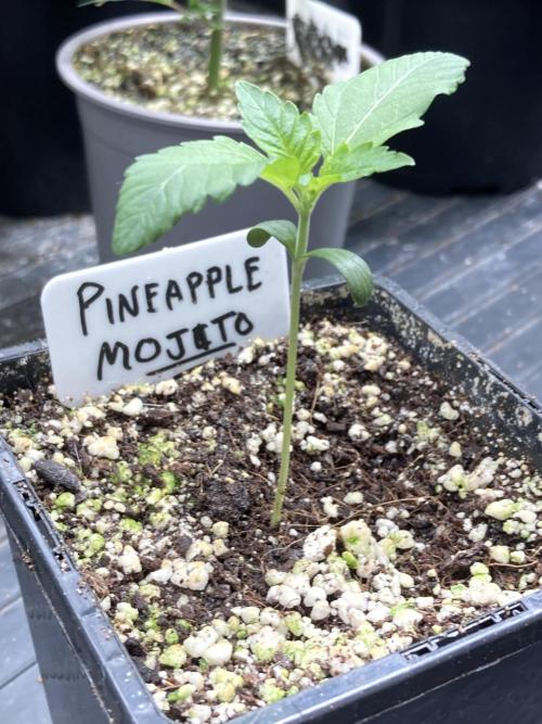 Pineapple Mojito S1. Week 2