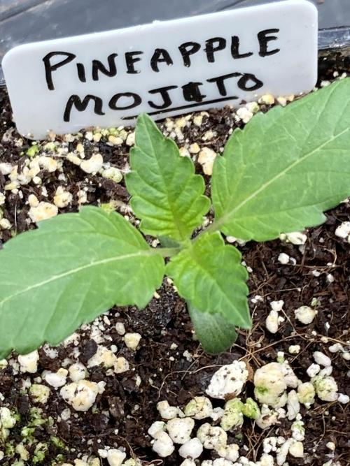 Pineapple Mojito. Week 2