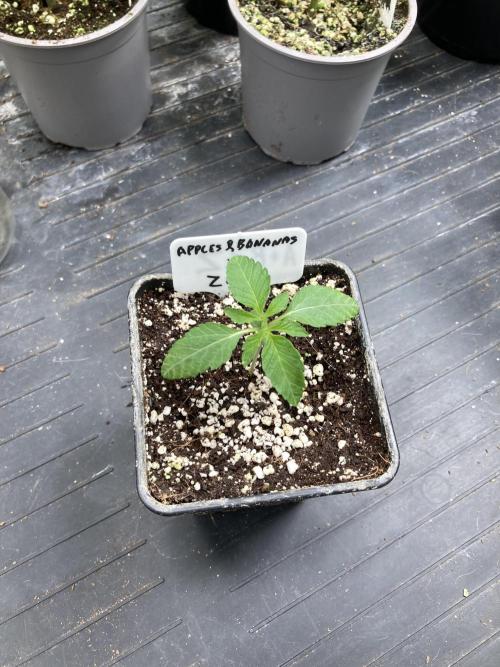 Apples & Bananas x Zoda (Umami Seed Co). Week 2