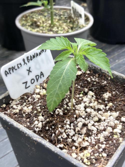 Apples & Bananas x Zoda (Umami Seed Co). Week 2