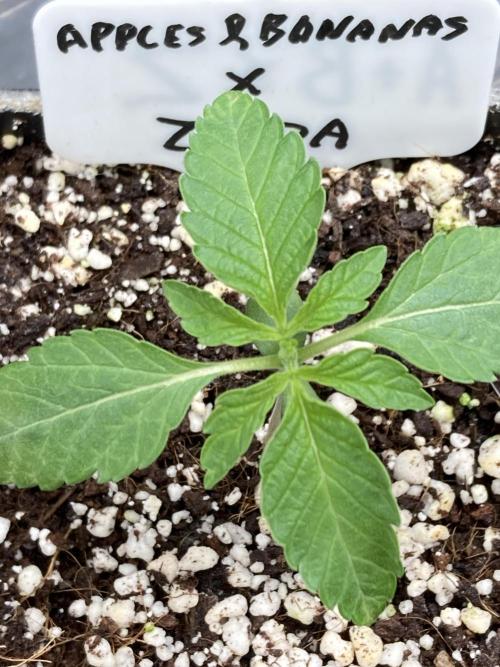 Apples & Bananas x Zoda . Week 2