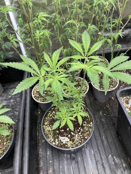 Windu (Wizard Trees). Week 6
