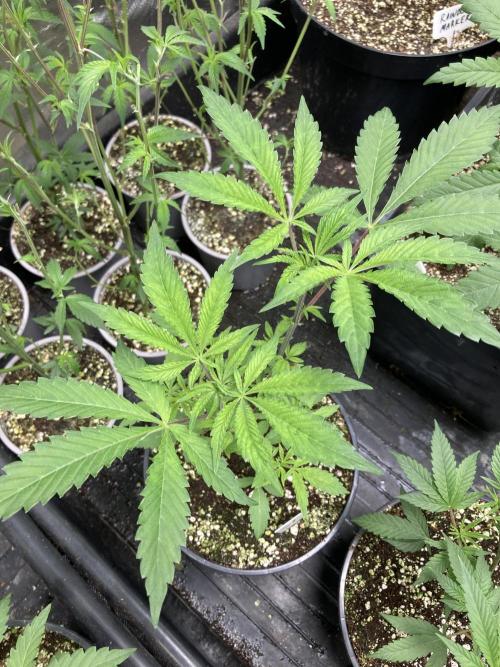 Windu (Wizard Trees). Week 6