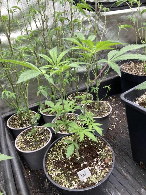 Windu. Week 6