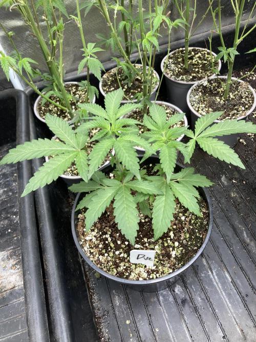 Do-lato V2 (In House Genetics). Week 6