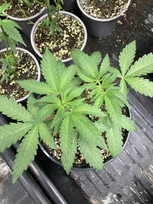 Do-lato V2 (In House Genetics). Week 6