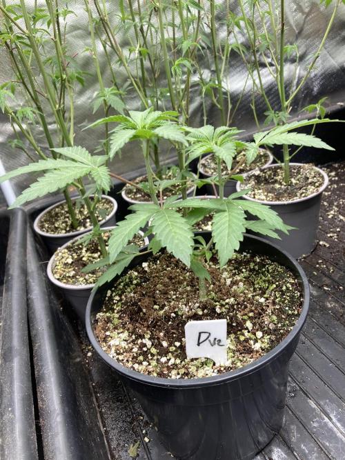 Do-lato V2 (In House Genetics). Week 6