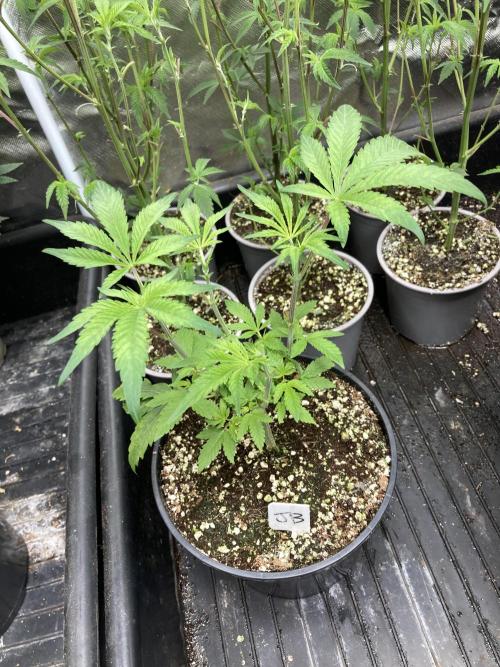 Jelly Breath S1. Week 6