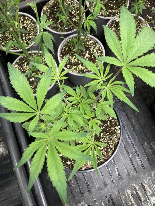 Jelly Breath S1. Week 6