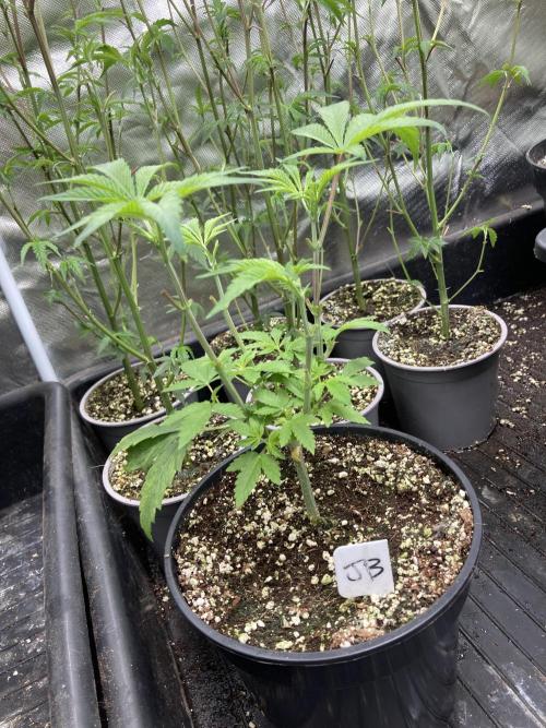 Jelly Breath S1. Week 6