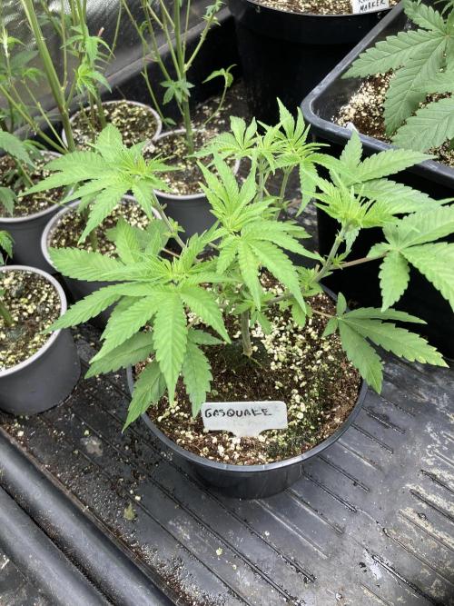 GasQuake (In House Genetics). Week 6