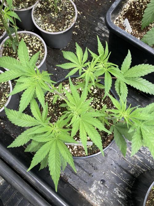 GasQuake (In House Genetics). Week 6