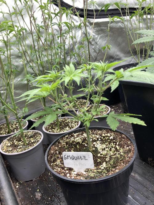 GasQuake (In House Genetics). Week 6