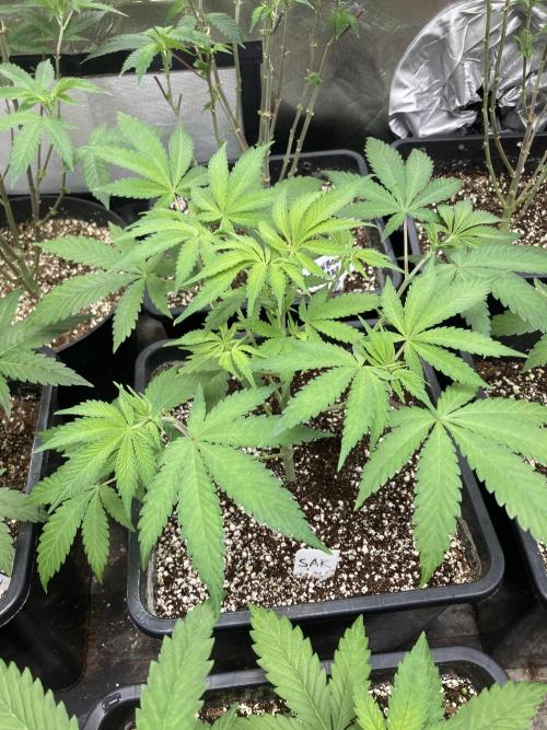 Strawberry Ak (Serious Seeds). Week 6