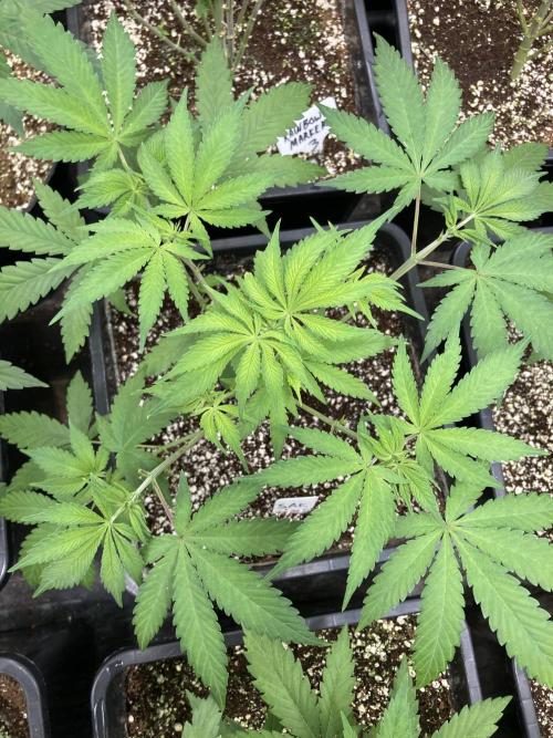 Strawberry Ak (Serious Seeds). Week 6