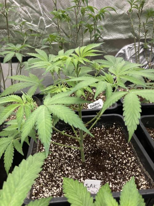 Strawberry AK. Week 6