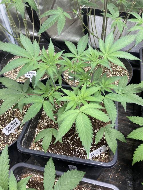 BlackCherry Punch (In House Genetics). Week 6