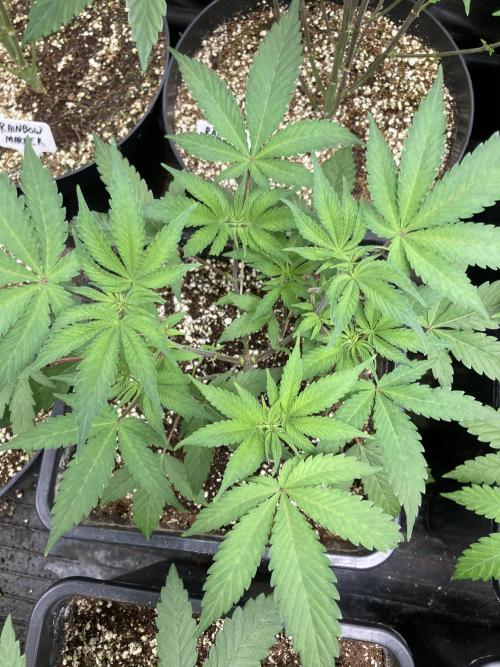 BlackCherry Punch (In House Genetics). Week 6