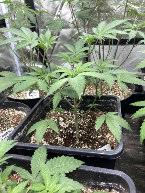 Black Cherry Punch. Week 6