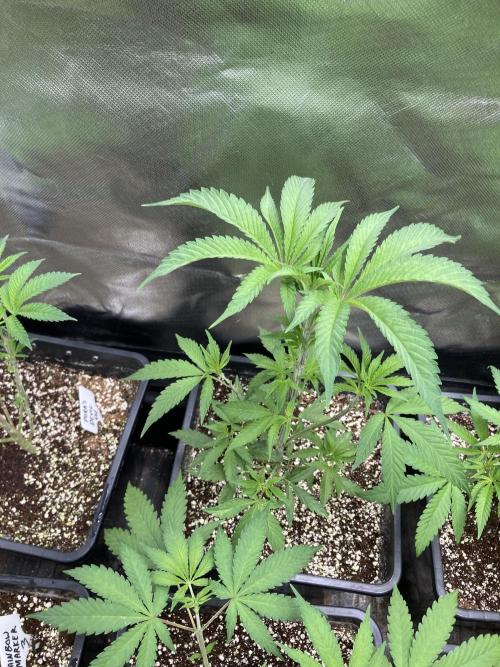 Atomic Jelly (In House Genetics). Week 6