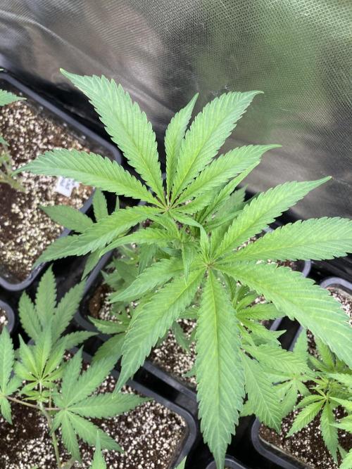 Atomic Jelly (In House Genetics). Week 6