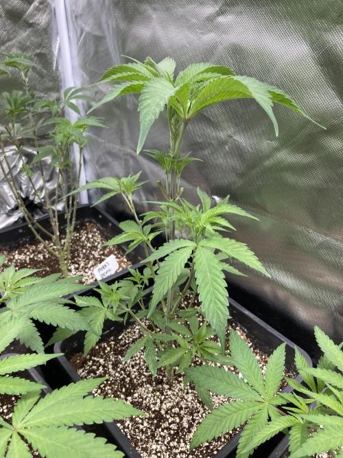 Atomic Jelly (In House Genetics). Week 6