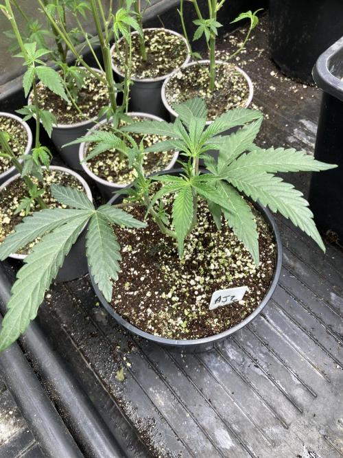 Atomic Jelly (In House Genetics). Week 6