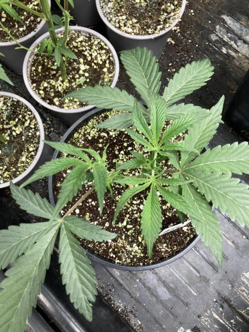 Atomic Jelly (In House Genetics). Week 6