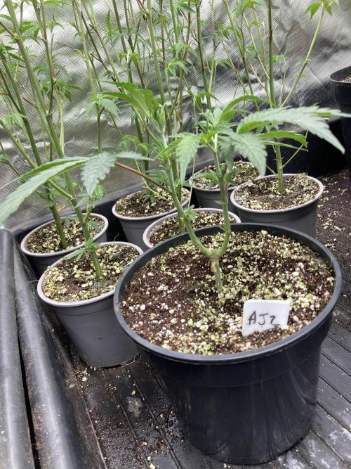 Atomic Jelly (In House Genetics). Week 6