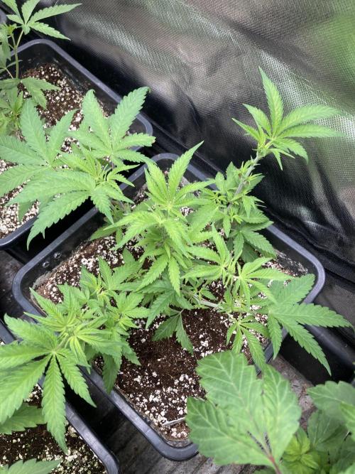 White Rhino (Green House Seeds). Week 6