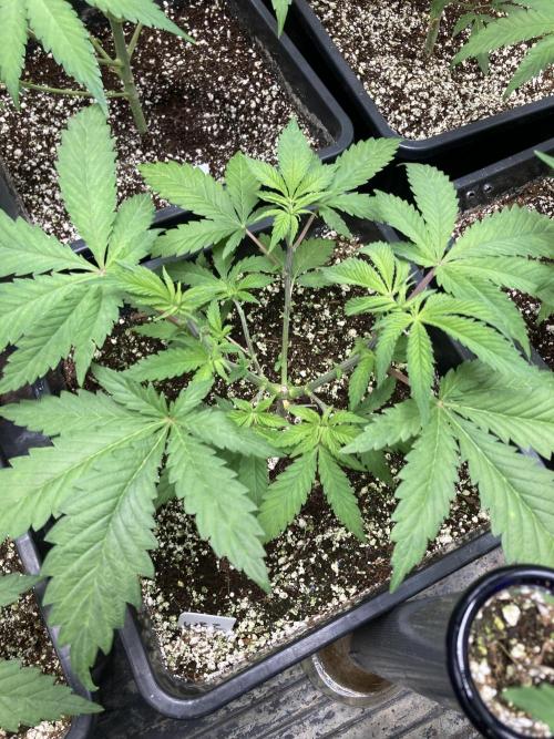 White Rhino (Green House Seeds). Week 6