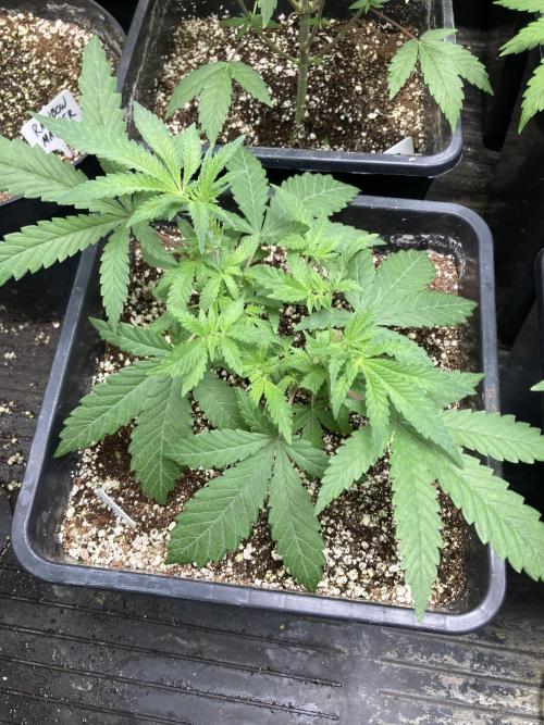 White Rhino (Green House Seeds). Week 6