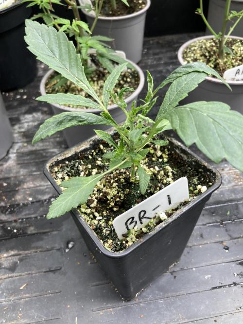 Black Rainbow (LIT Farms). Week 6