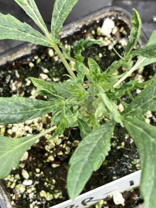 Black Rainbow (LIT Farms). Week 6