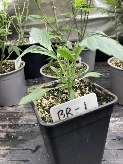 Black Rainbow. Week 6