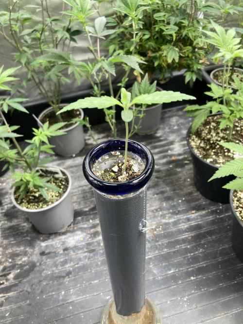 Double Smile (Mephisto Genetics). Week 1