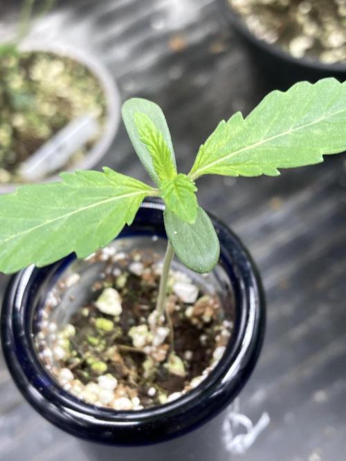 Double Smile (Mephisto Genetics). Week 1