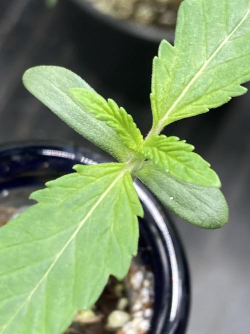 Double Smile (Mephisto Genetics). Week 1