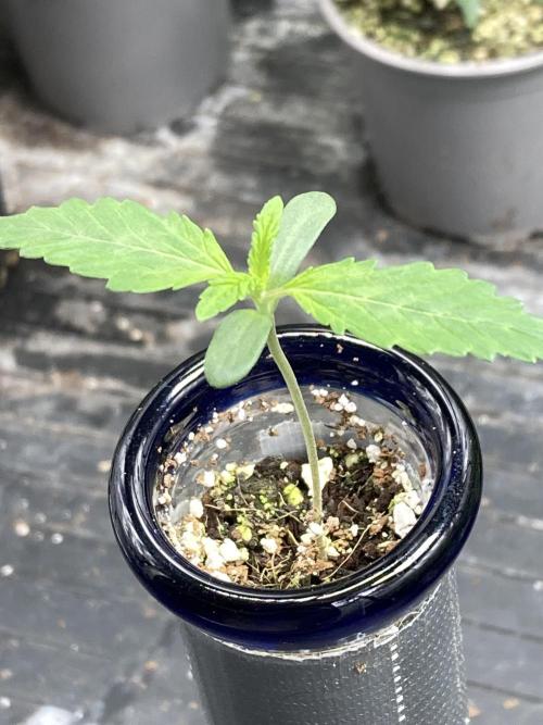 Double Smile (Mephisto Genetics). Week 1