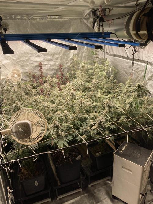 Zoy Sauce Clones (My Cut). Week 8