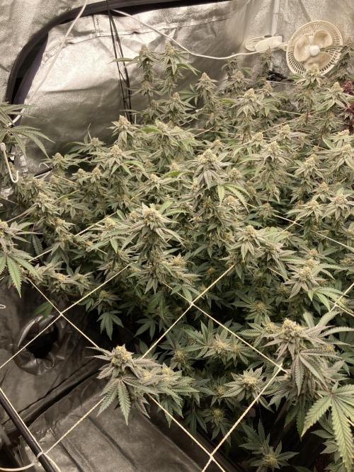 Zoy Sauce Clones (My Cut). Week 8