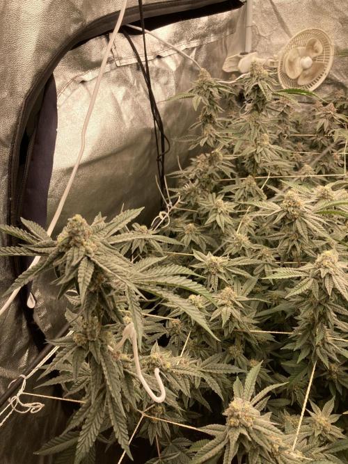 Zoy Sauce Clones (My Cut). Week 8