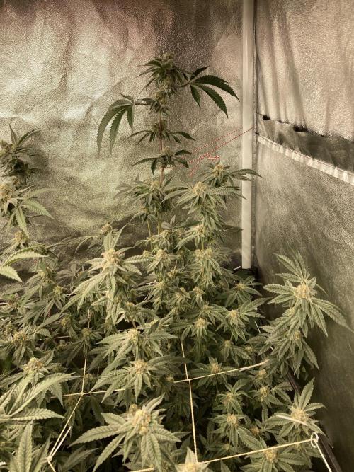 Zoy Sauce Clones (My Cut). Week 8