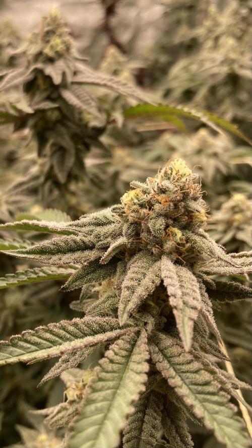 Zoy Sauce Clones (My Cut). Week 8